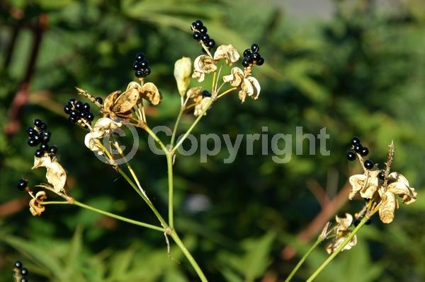 Orange blooms; Yellow blooms; Evergreen; Needles or needle-like leaf