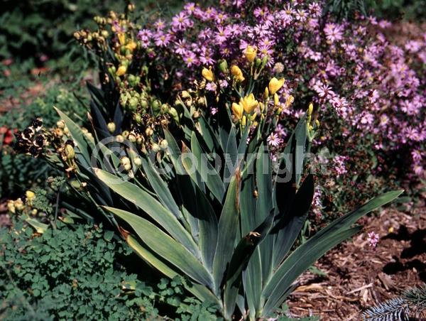 Yellow blooms; Evergreen; Needles or needle-like leaf
