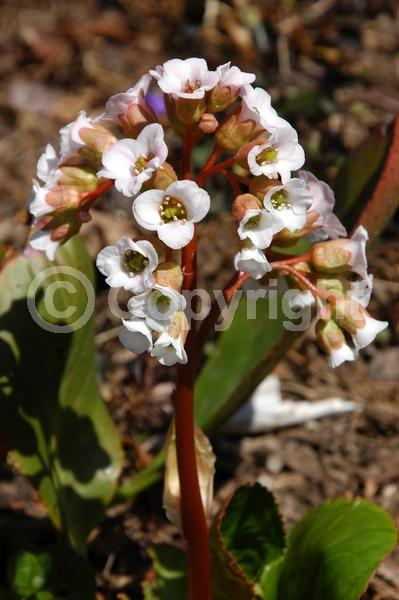 White blooms; Pink blooms
