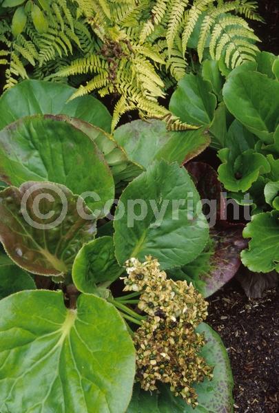 White blooms; Pink blooms