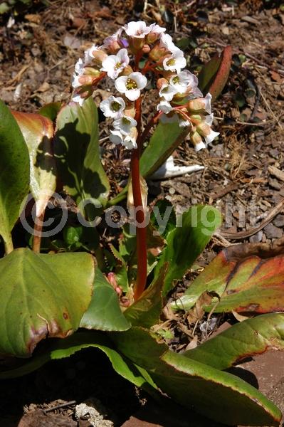 White blooms; Pink blooms
