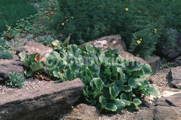 White blooms; Pink blooms; Evergreen