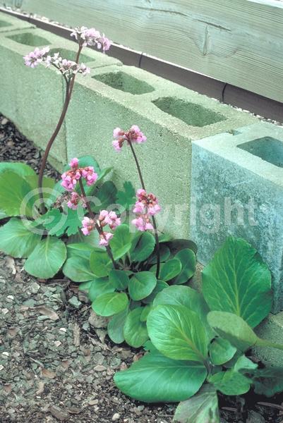 Pink blooms; Lavender blooms