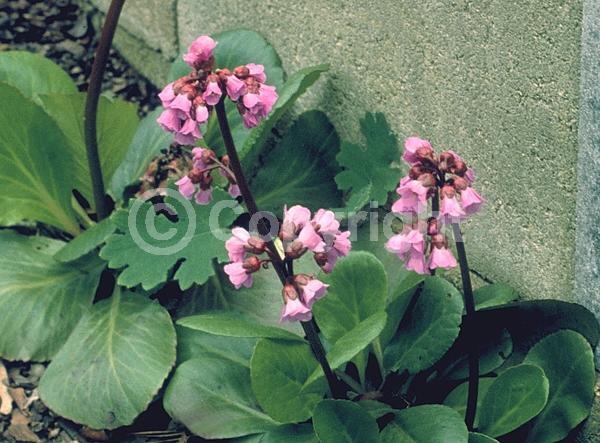 Pink blooms; Lavender blooms