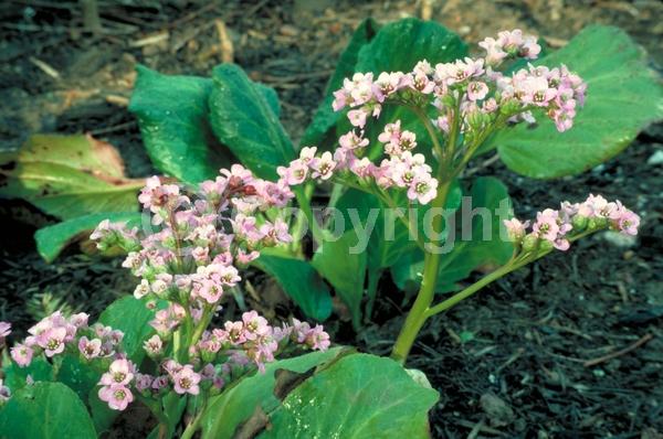 Pink blooms; Lavender blooms