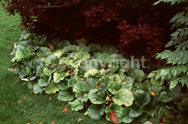 Pink blooms; Lavender blooms