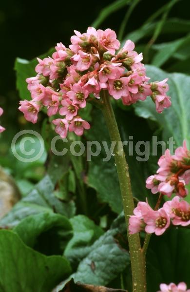 Pink blooms; Lavender blooms