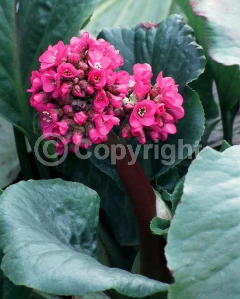 Pink blooms; Lavender blooms
