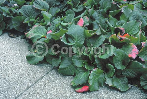 Pink blooms; Lavender blooms