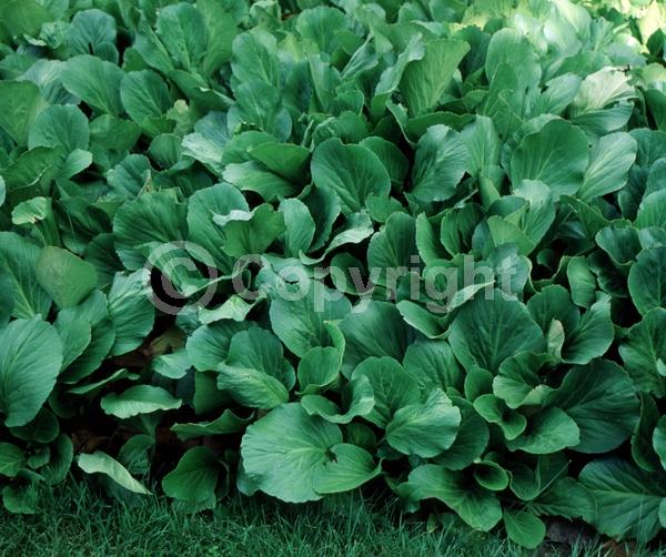 Red blooms; Evergreen; Semi-evergreen