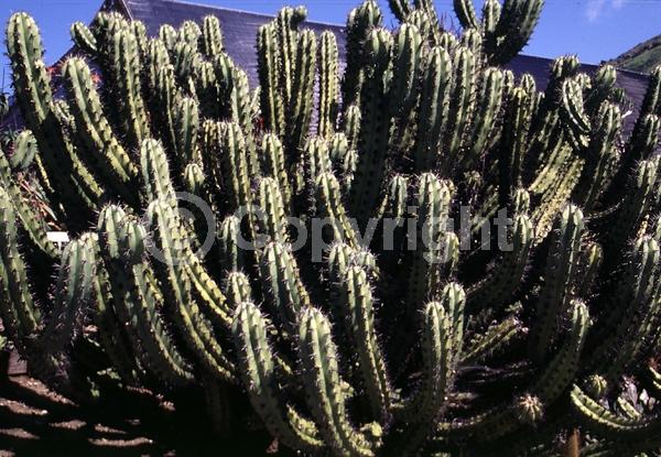 Yellow blooms; North American Native