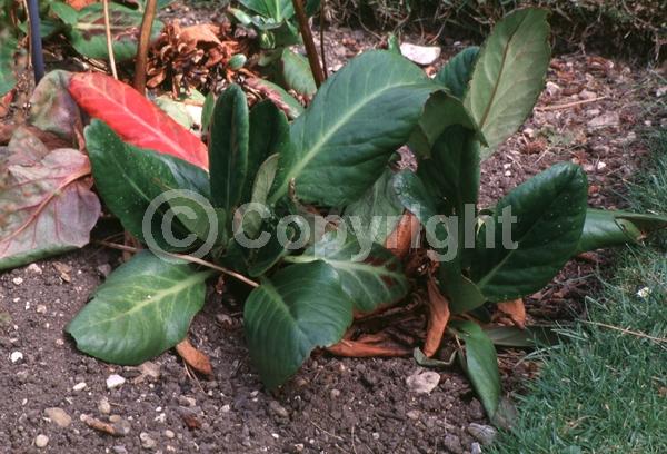 Red blooms; Purple blooms; Pink blooms; Evergreen