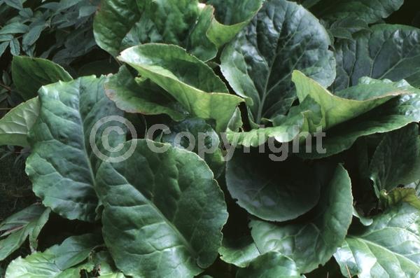 White blooms; Pink blooms; Evergreen