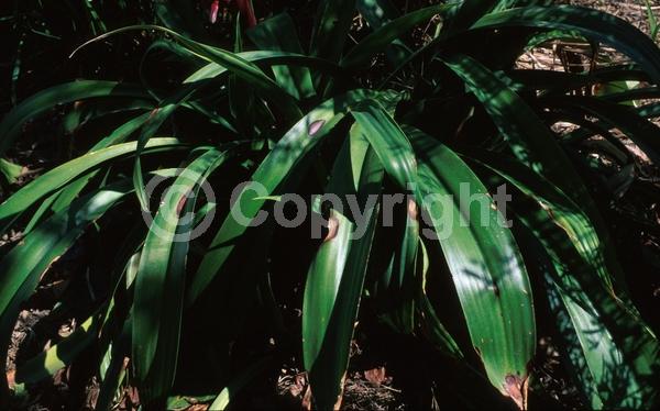 Red blooms; Green blooms; Evergreen; North American Native