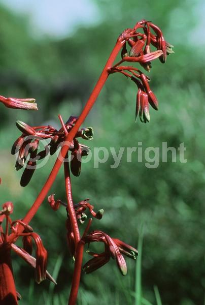 Red blooms; Green blooms; Evergreen; North American Native