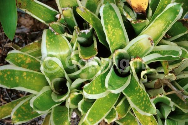 Red blooms; Evergreen; Broadleaf