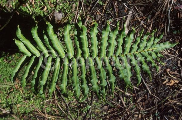 Evergreen; Broadleaf