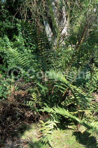 Evergreen; Broadleaf