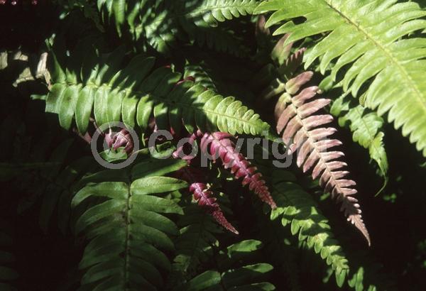 Evergreen; North American Native