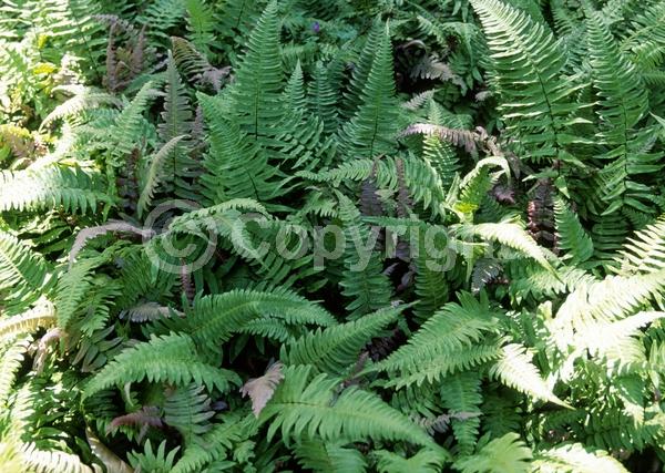 Evergreen; North American Native
