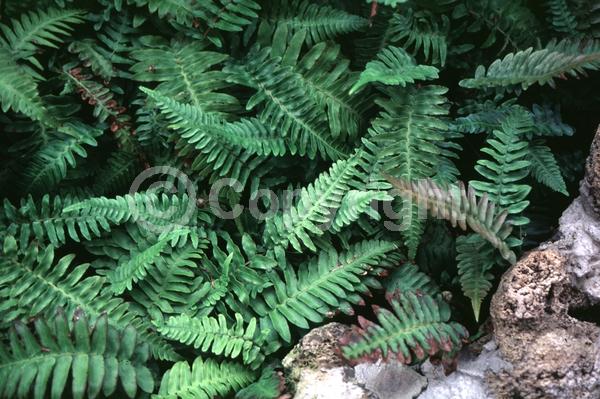 Evergreen; North American Native