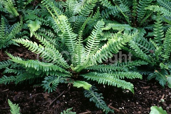Evergreen; Broadleaf; North American Native