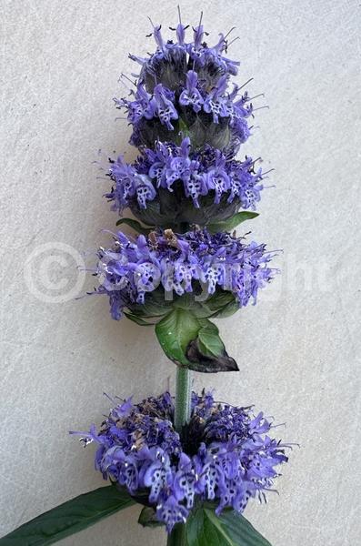 Blue blooms; Purple blooms; White blooms; North American Native