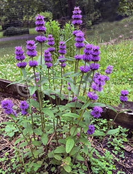 Blue blooms; Purple blooms; White blooms; North American Native
