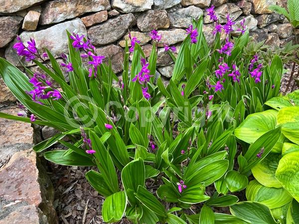 Lavender blooms; Evergreen; Broadleaf