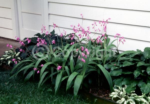 Lavender blooms; Evergreen; Broadleaf