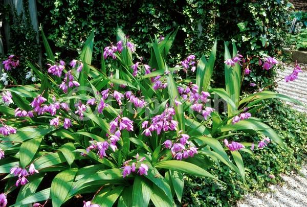 Lavender blooms; Evergreen; Broadleaf
