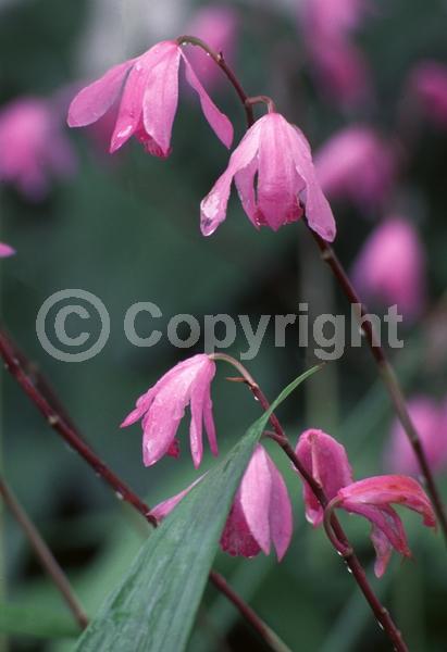 Lavender blooms; Evergreen; Broadleaf