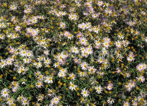 Pink blooms; North American Native