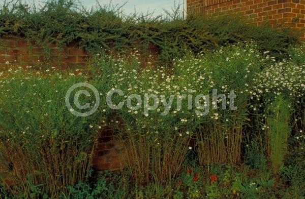 White blooms; Deciduous; Broadleaf; North American Native