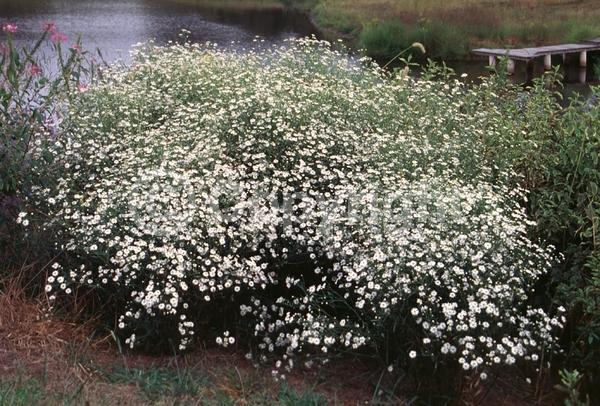 White blooms; Deciduous; Broadleaf; North American Native