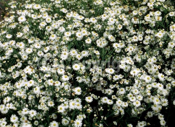 White blooms; Deciduous; Broadleaf; North American Native