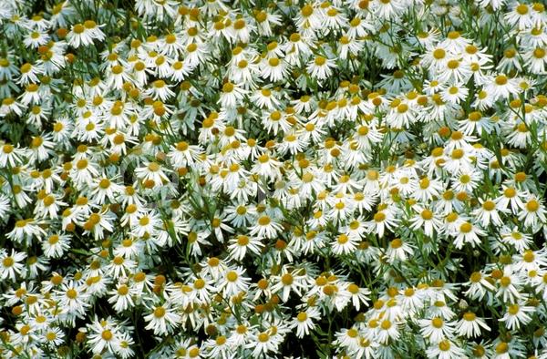 White blooms; Deciduous; Broadleaf; North American Native