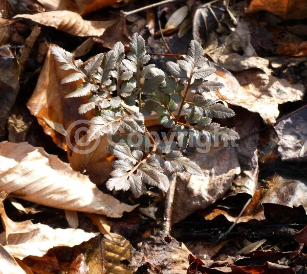 Evergreen; North American Native