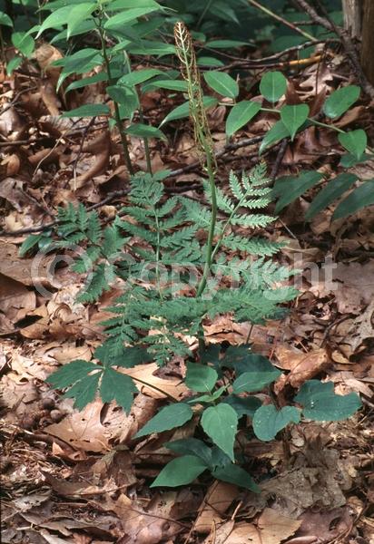Deciduous; Broadleaf; North American Native