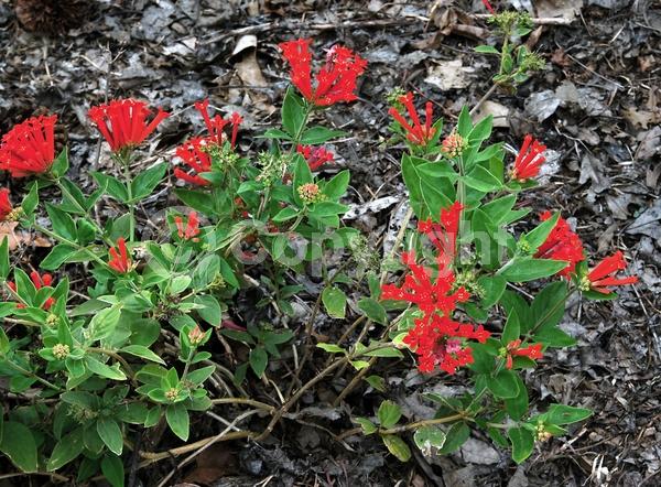 Red blooms; Evergreen; Broadleaf; North American Native