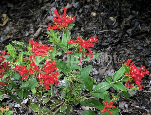 Red blooms; Evergreen; Broadleaf; North American Native