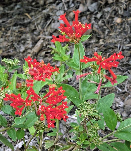 Red blooms; Evergreen; Broadleaf; North American Native