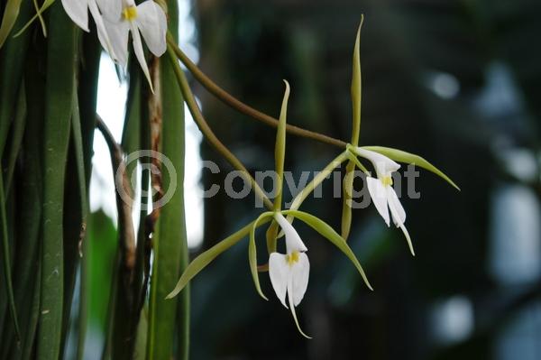 White blooms; Evergreen; Broadleaf; North American Native
