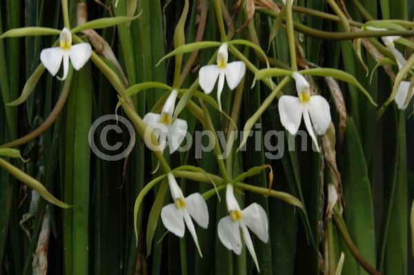 White blooms; Evergreen; Broadleaf; North American Native