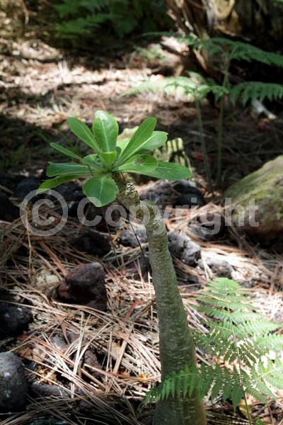 Yellow blooms; Needles or needle-like leaf