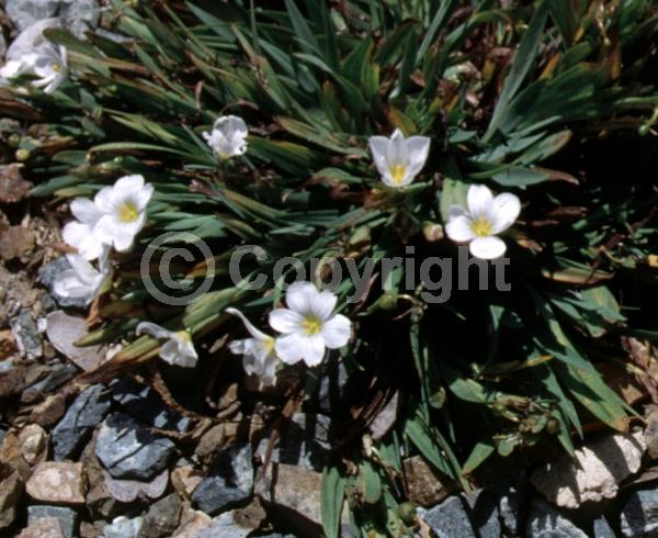 Lavender blooms; North American Native