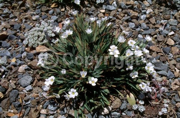 Lavender blooms; North American Native