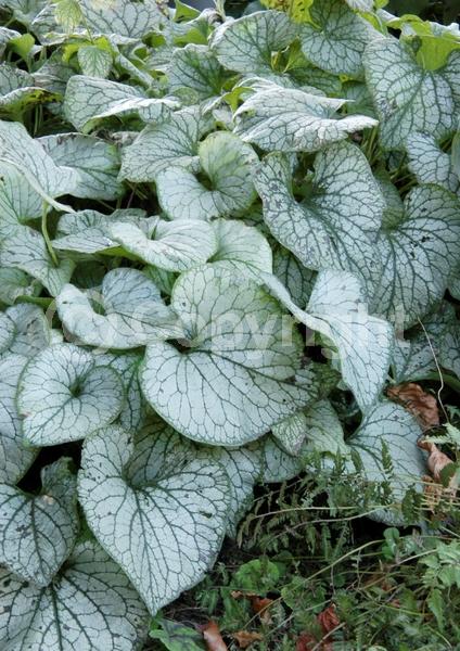 Blue blooms; Deciduous