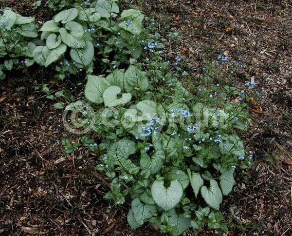 Blue blooms; Deciduous
