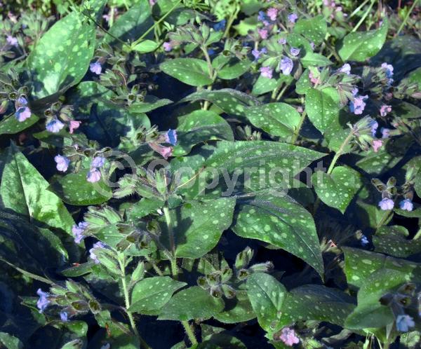 Blue blooms; Deciduous